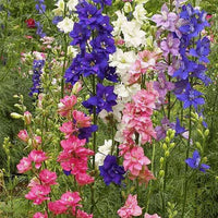 Rocket Larkspur Blumensamen Garten Blüten