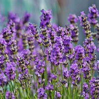 Blau Lavendel Blumensamen zur Aussaat leuchtend Blüten Traditionssorte & ohne Gentechnik Samen Hausgarten