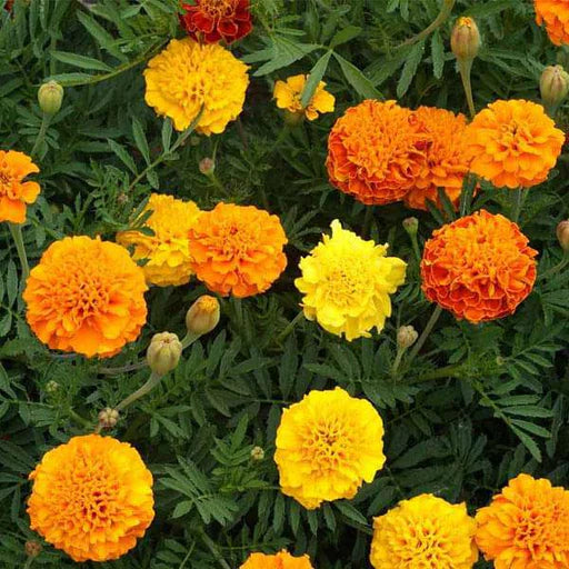 Studentenblume Blumensamen zur Aussaat Landhaus Garten wichtig Traditionssorte & ohne Gentechnik Samen Hausgarten