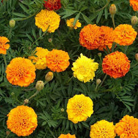 Studentenblume Blumensamen zur Aussaat Landhaus Garten wichtig Traditionssorte & ohne Gentechnik Samen Hausgarten