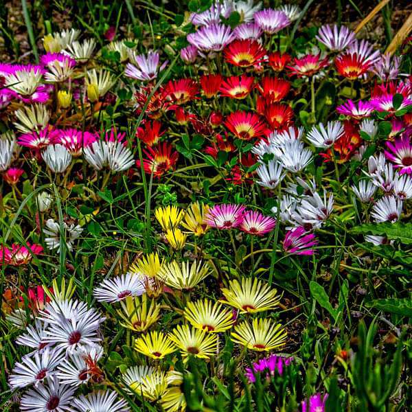 Gelb Rot Ice Blumensamen zur Aussaat – robust Sorte – Traditionssorte & ohne Gentechnik Samen Hausgarten