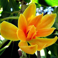 Champa Blumensamen zur Aussaat – duftend Blüten – Traditionssorte & ohne Gentechnik Samen Hausgarten
