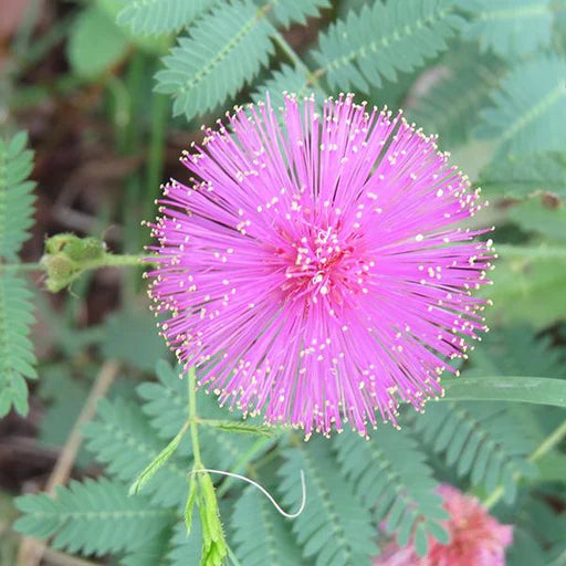 Weiß Violett Springkraut Blumensamen zur Aussaat – duftend Blüten Traditionssorte & ohne Gentechnik Samen Hausgarten