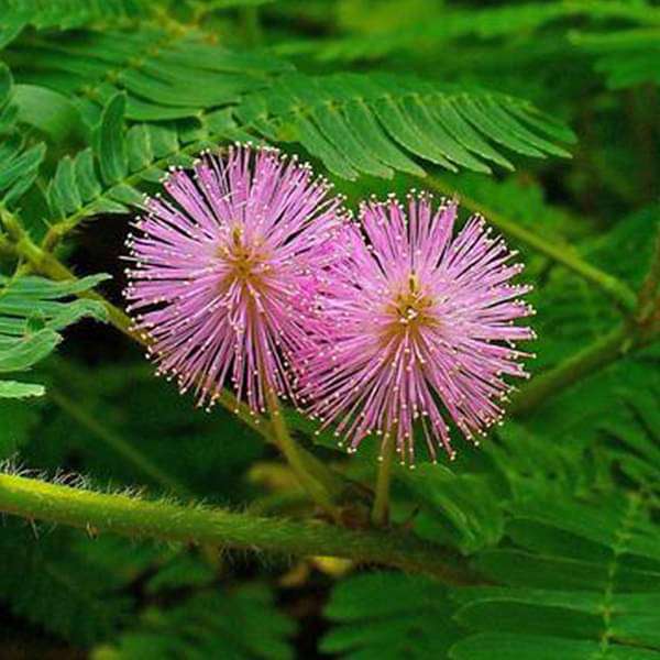 Springkraut Blumensamen zur Aussaat – Drought verträglich – Traditionssorte & ohne Gentechnik Samen Hausgarten