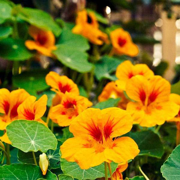 dunkel Orange Kapuzinerkresse Blumensamen zur Aussaat leuchtend Blüten Traditionssorte & ohne Gentechnik Samen Hausgarten
