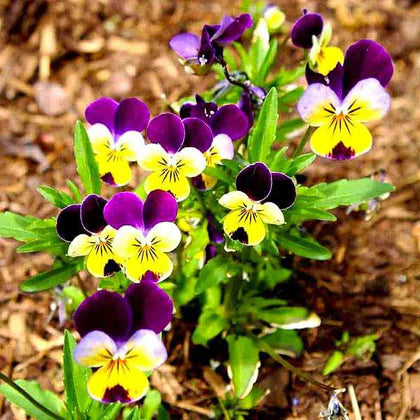 Stiefmütterchen Blume Blumensamen zur Aussaat – Wildblume Mischung – Traditionssorte & ohne Gentechnik Samen Hausgarten