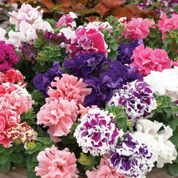 Immergrün Immergrün Blumensamen zur Aussaat – robust Sorte – Traditionssorte & ohne Gentechnik Samen Hausgarten