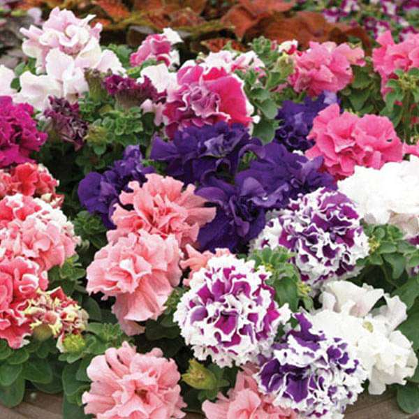 Immergrün Immergrün Blumensamen zur Aussaat – robust Sorte – Traditionssorte & ohne Gentechnik Samen Hausgarten
