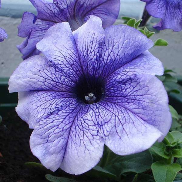 Viola e Bianco Petunia semi di fiori da seminare – crescita compatta – varietà tradizionale e semi senza OGM per il giardino domestico