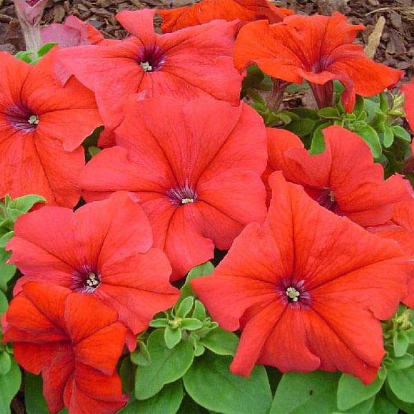 Rot Petunie Petals Blume Samen zur Aussaat üppig und farbenfroh Gärten