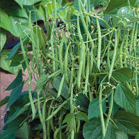 Pole Bean Garden Samen  Ideal for Vertical Planting in Warm Seasons