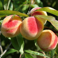 Prunus persica Frucht Samen für einfaches Anpflanzen