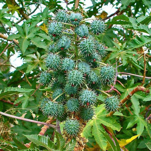 Castor Blumensamen – Blumensamen zur Aussaat – pflegeleicht – Traditionssorte & ohne Gentechnik Samen Hausgarten