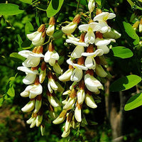 Robinia Blumensamen zur Aussaat – leuchtend Blüten – Traditionssorte & ohne Gentechnik Samen Hausgarten