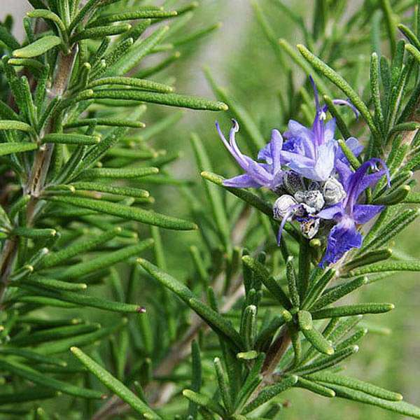 Rosemary Samen Blumensamen zur Aussaat hochwertige Qualitäts- Traditionssorte & ohne Gentechnik Samen Hausgarten