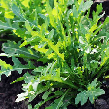 Rocket Arugula Gemüsesamen zur Aussaat – leuchtend Blüten – Traditionssorte & ohne Gentechnik Samen Hausgarten