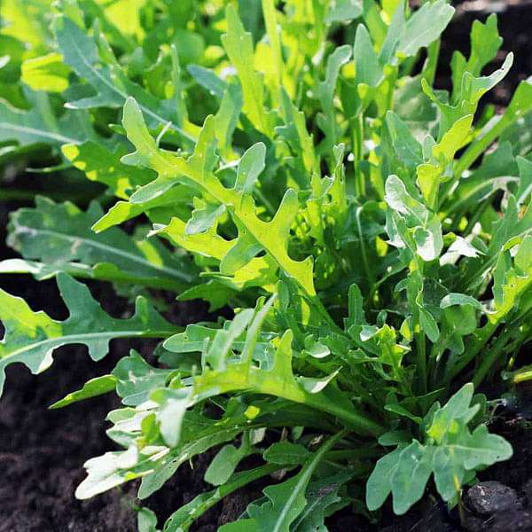 Rocket Arugula Gemüsesamen zur Aussaat – leuchtend Blüten – Traditionssorte & ohne Gentechnik Samen Hausgarten