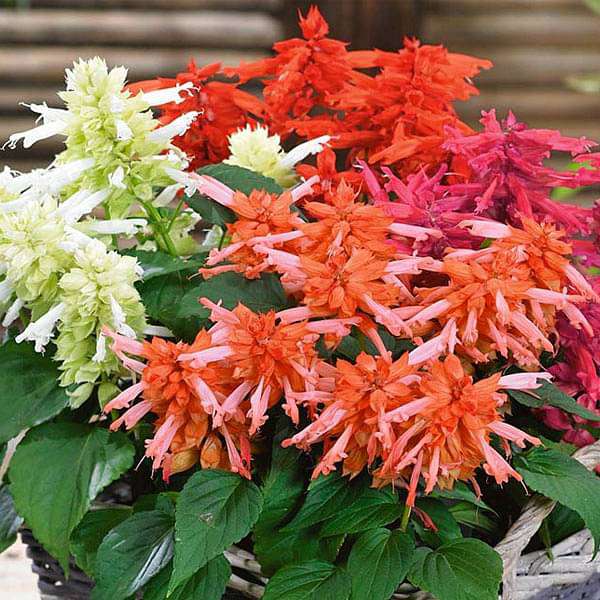 Salvia Blumensamen zur Aussaat saisonal Dauerblüher Traditionssorte & ohne Gentechnik Samen Hausgarten