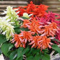 Salvia Blumensamen zur Aussaat saisonal Dauerblüher Traditionssorte & ohne Gentechnik Samen Hausgarten