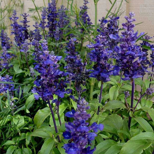Lavendel Blau Blumensamen zur Aussaat – leuchtend – Traditionssorte & ohne Gentechnik Samen Hausgarten