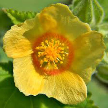 Cordifolia Blumensamen zur Aussaat – Bestäuber freundlich – Traditionssorte & ohne Gentechnik Samen Hausgarten