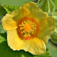 Country Mallow (Sida cordifolia) Bala / Flannel Weed Blumensamen