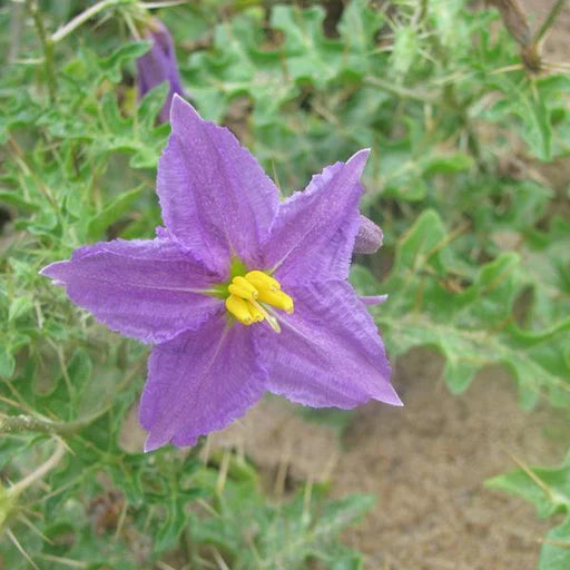 Solanum Blumensamen zur Aussaat – Bestäuber freundlich – Traditionssorte & ohne Gentechnik Samen Hausgarten