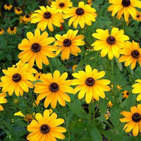 dunkel Gelb Mini Sonnenblume Samen zur Aussaat – hochwertige Qualitäts- Traditionssorte & ohne Gentechnik Samen Hausgarten