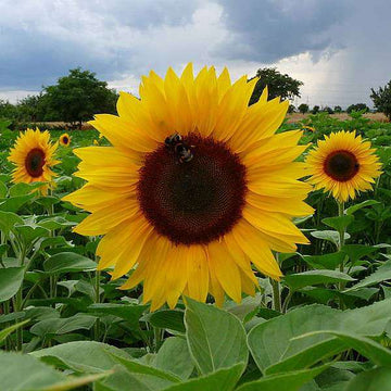 riesig Gelb Sonnenblume Samen zur Aussaat