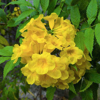 Tecoma Stans Blumensamen zur Aussaat Bestäuber freundlich Traditionssorte & ohne Gentechnik Samen Hausgarten