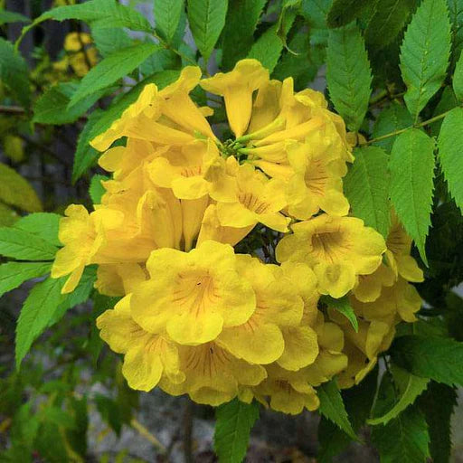 Tecoma Blumensamen zur Aussaat – lang Blüte Saison – Traditionssorte & ohne Gentechnik Samen Hausgarten