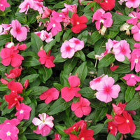 Vinca Periwinkle Blumensamen Mischung