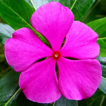 Immergrün Minor Samen zur Aussaat – robust mehrjährige Blumensamen