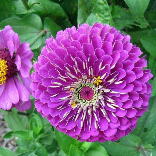 klein Rosa Mini Violett Blumensamen zur Aussaat saisonal Dauerblüher Traditionssorte & ohne Gentechnik Samen Hausgarten