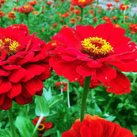 Braun Rot Zinnie Blumensamen zur Aussaat Halbschatten verträglich Traditionssorte & ohne Gentechnik Samen Hausgarten