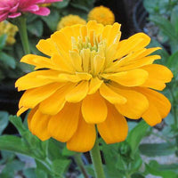 hell Gelb Zinnie Blumensamen zur Aussaat – duftend Blüten – Traditionssorte & ohne Gentechnik Samen Hausgarten