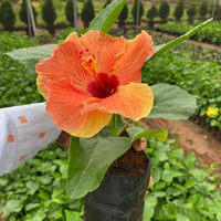 Hibiskus Orange Samen zur Aussaat – tropisch Blüten