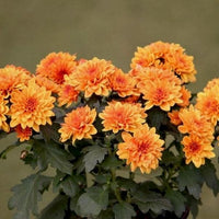 Orange Chrysantheme Blumensamen zur Aussaat Wildblume Mischung Traditionssorte & ohne Gentechnik Samen Hausgarten