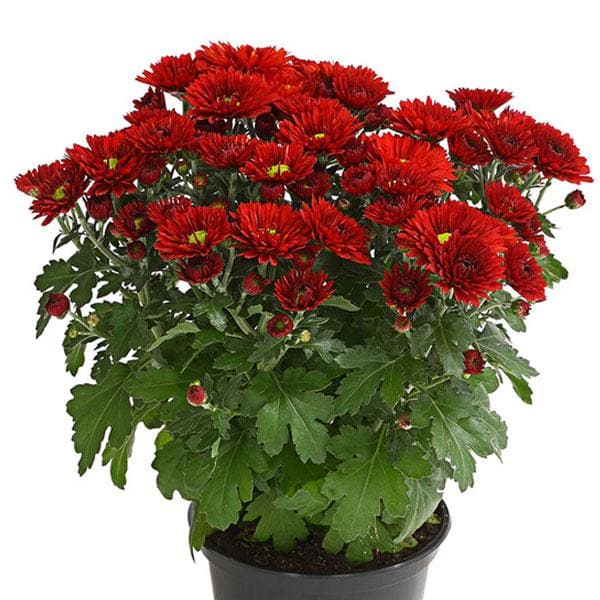 Chrysantheme tief Rot Blumensamen zur Aussaat – lang Blüte Saison – Traditionssorte & ohne Gentechnik Samen Hausgarten