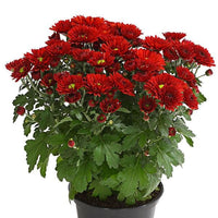 Chrysantheme tief Rot Blumensamen zur Aussaat – lang Blüte Saison – Traditionssorte & ohne Gentechnik Samen Hausgarten