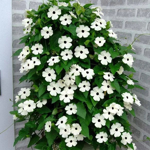 Thunbergia Blumensamen leuchtend Garten Aussaat
