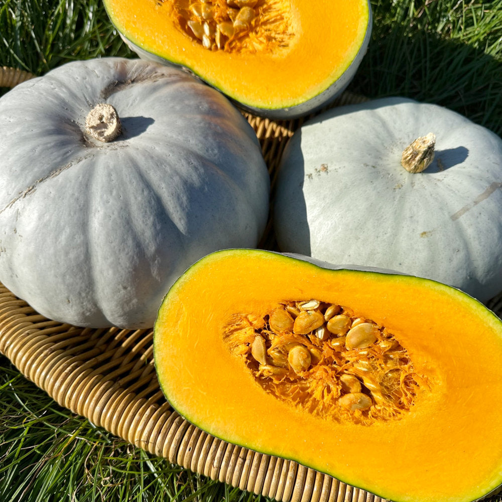 Nutritious süße flesh winter squash für cooking