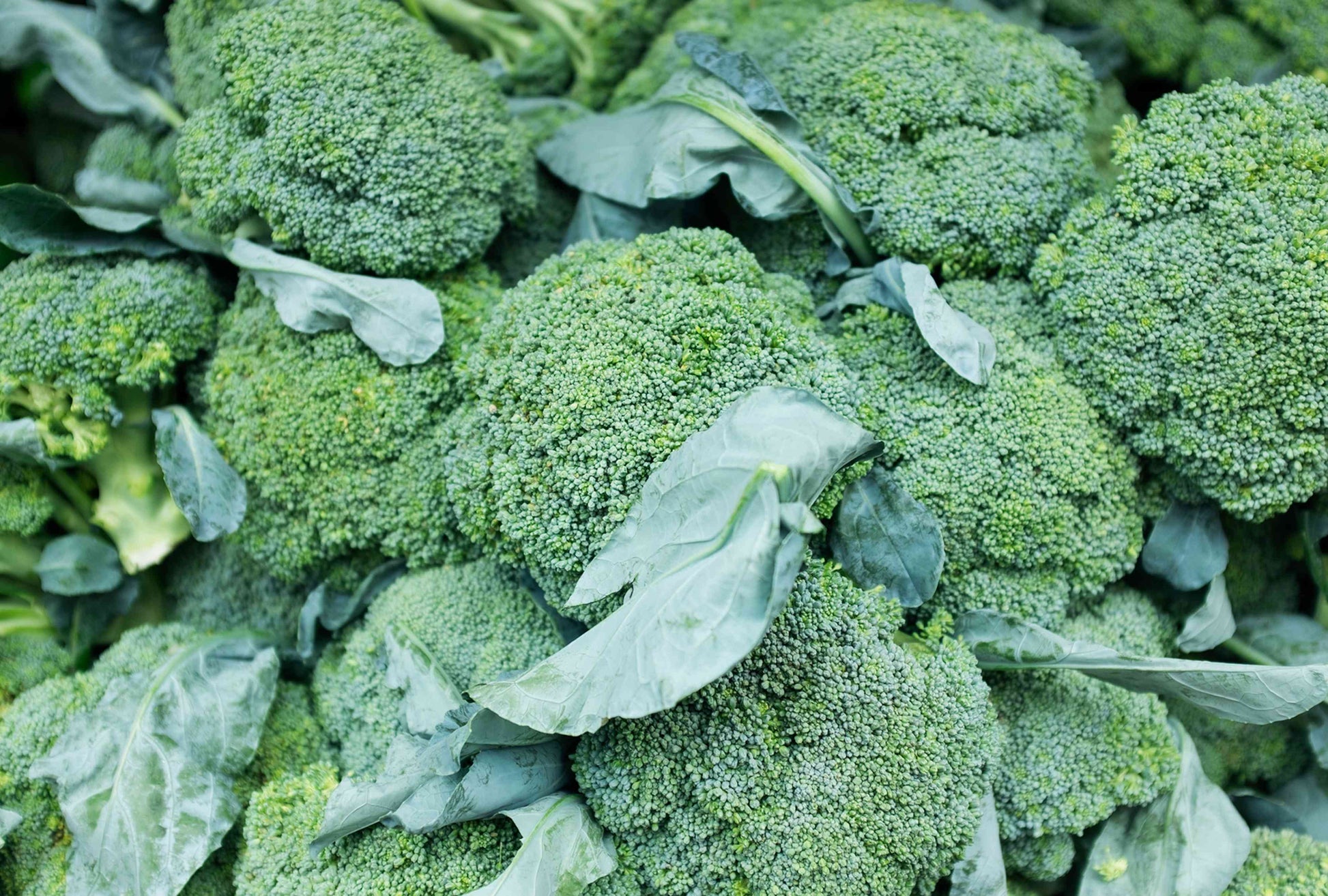 Nutritious greens broccoli samen für gardens