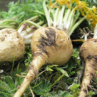 Nutritious maca samen für aussaat in home gardens