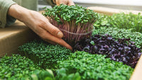 Nutritious microgreens samen für indoor wachsend