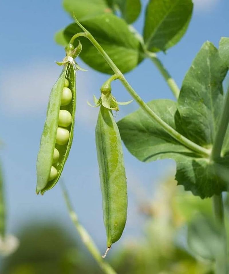 Nutritious pea gemüse samen für aussaat in home gardens