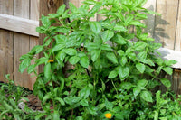 nufar basil ocimum basilicum nufar organic samen
