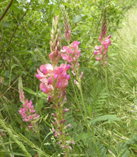 Sainfoin Blumensamen zur Aussaat – sonnenliebend – Traditionssorte & ohne Gentechnik Samen Hausgarten