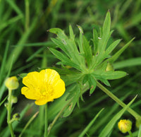 Meadow Buttercup Blumensamen zur Aussaat Halbschatten verträglich Traditionssorte & ohne Gentechnik Samen Hausgarten