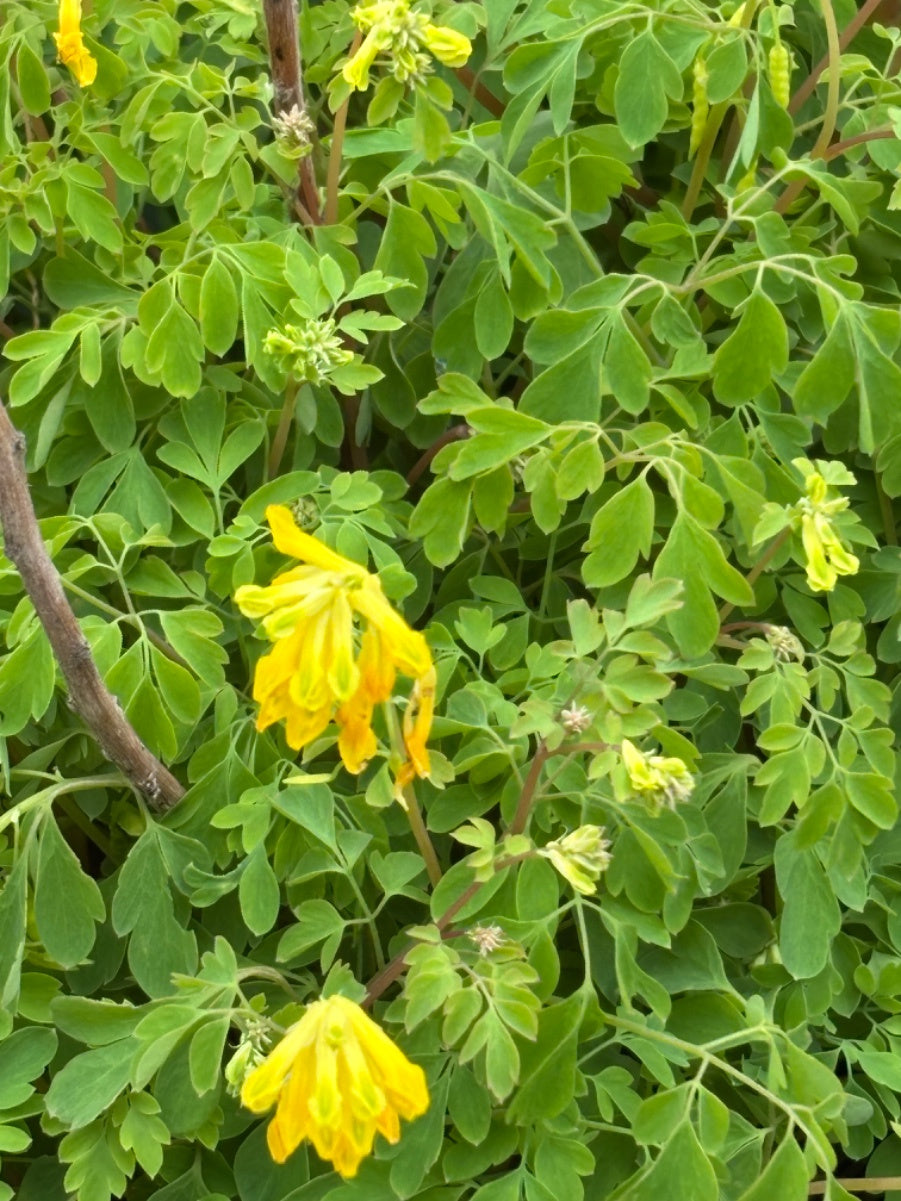Corydalis Lutea Blumensamen zur Aussaat duftend Blüten Traditionssorte & ohne Gentechnik Samen Hausgarten